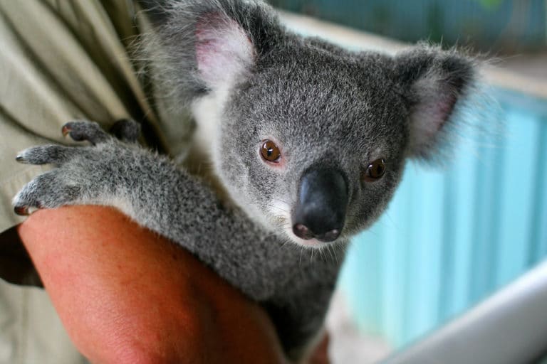 koala