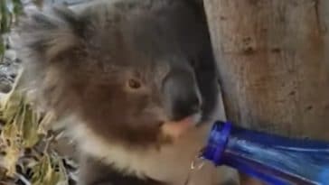 koala boit