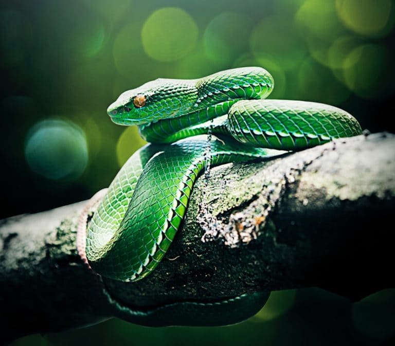 serpent