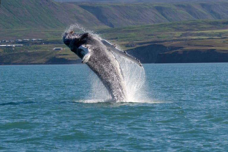 baleine