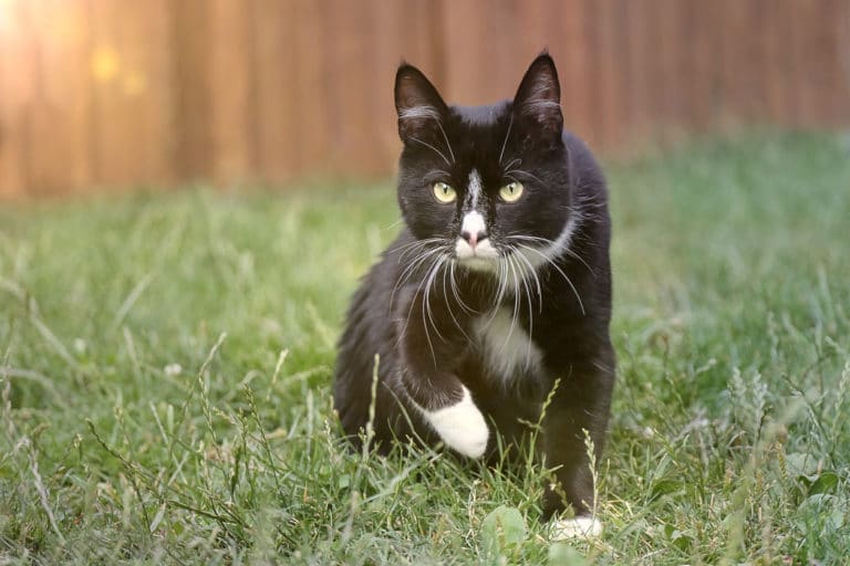 chat chasse noir blanc jardin