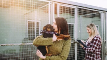 adoption chien refuge