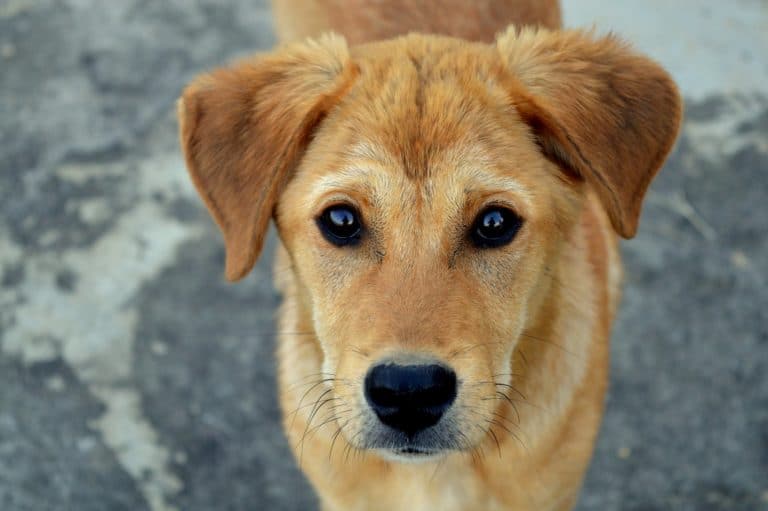 chien