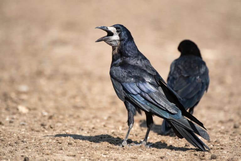 corbeau freux oiseau