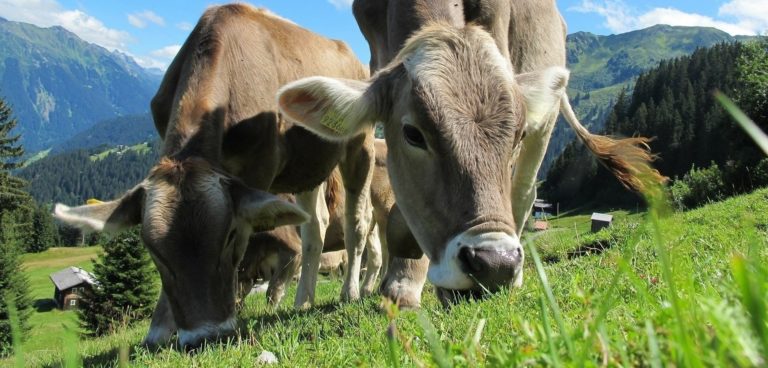 vaches qui broutent