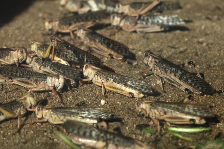 criquet pèlerin schistocerca gregaria