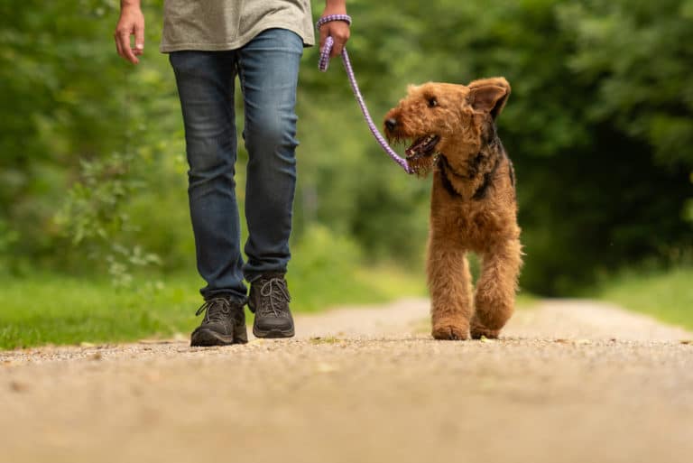 chien promenade