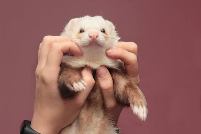 furet