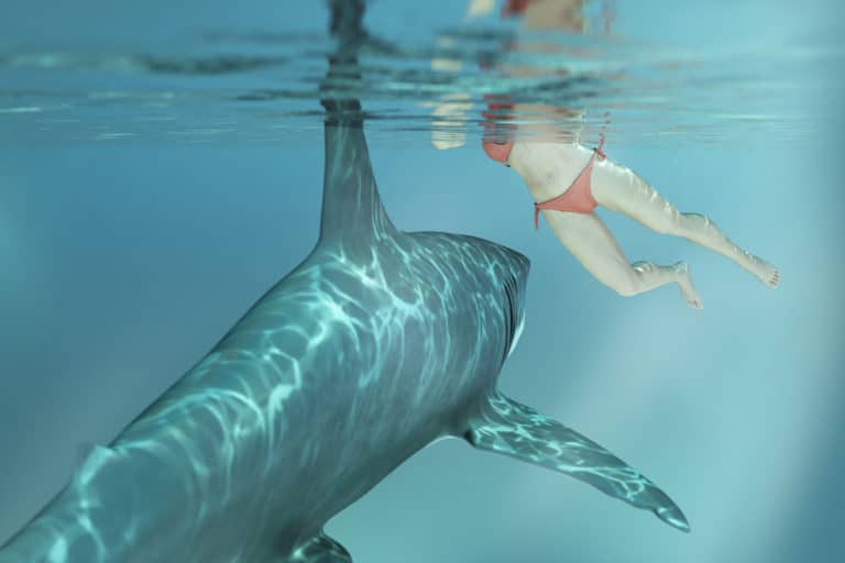 attaque de requin