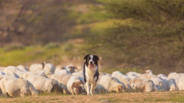 border collie moutons