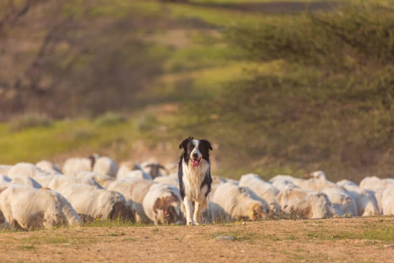 border collie moutons