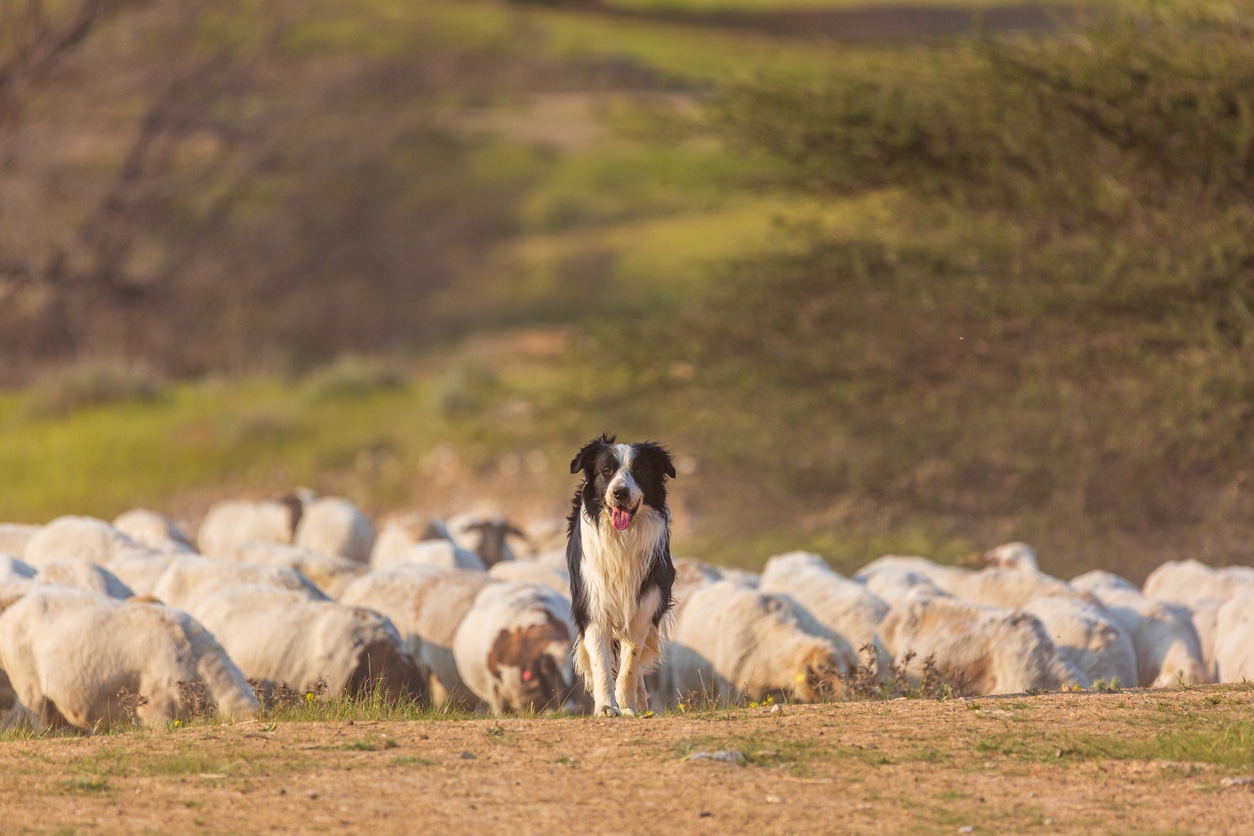 border collie moutons