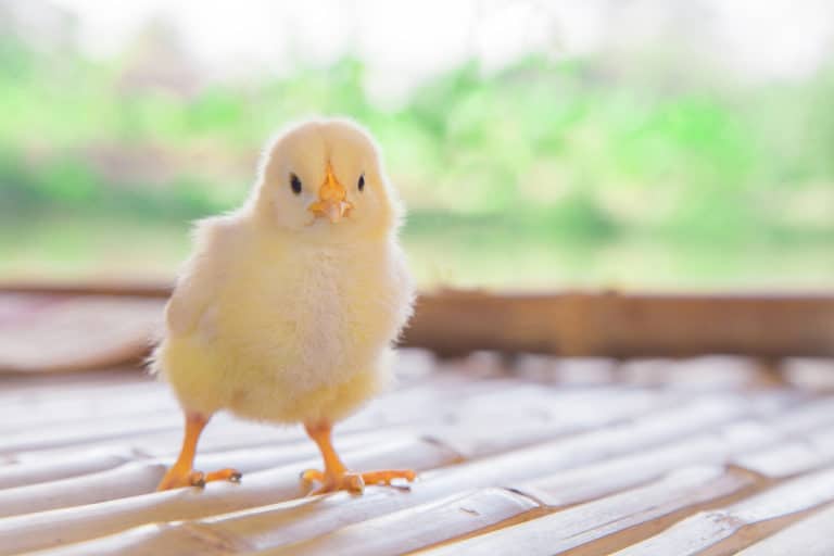 poussin