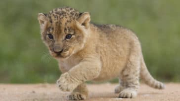 lionceau
