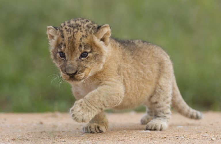 lionceau