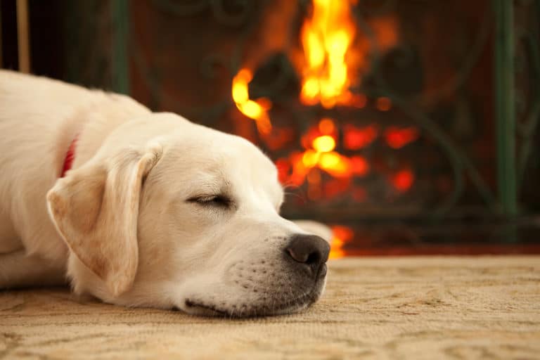 chien tapis