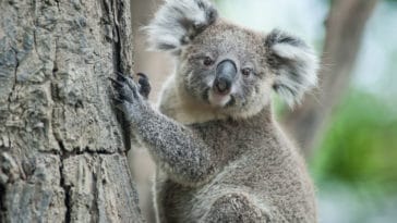 koala