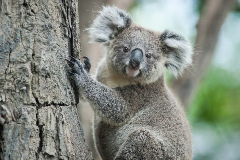 koala