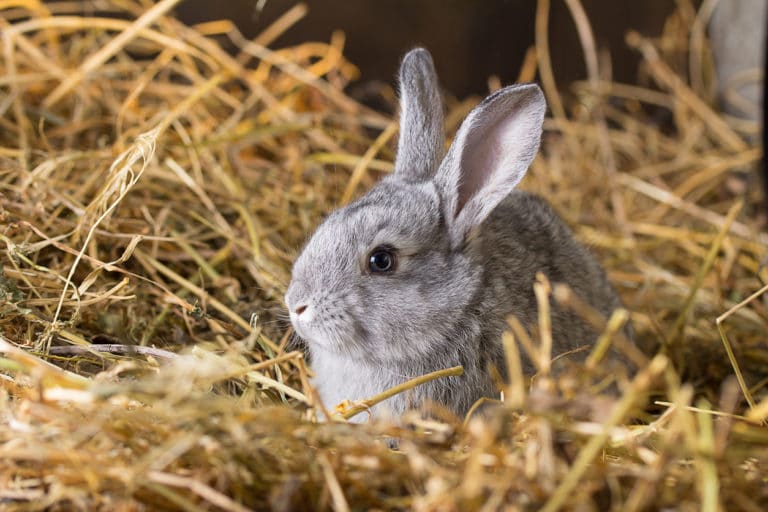 lapin