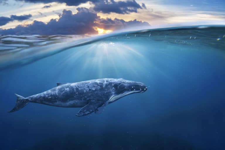 baleine