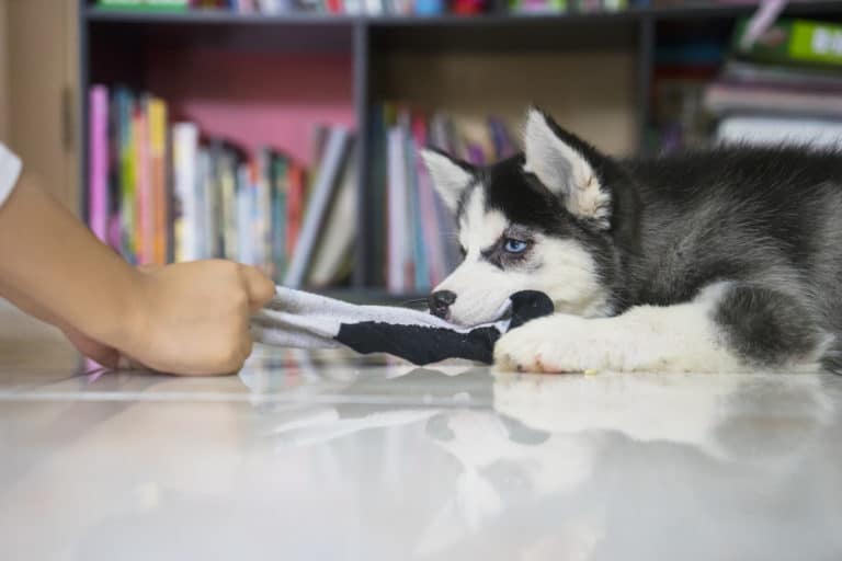 chien mange chaussette