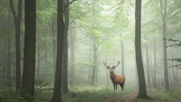 cerf