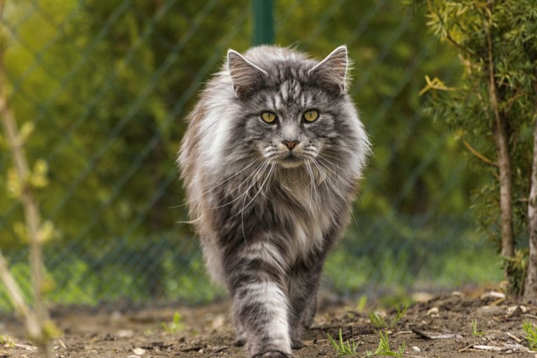 chat maine coon
