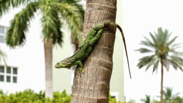 iguane vert arbre