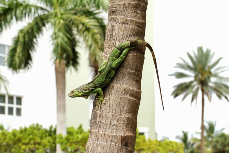 iguane vert arbre