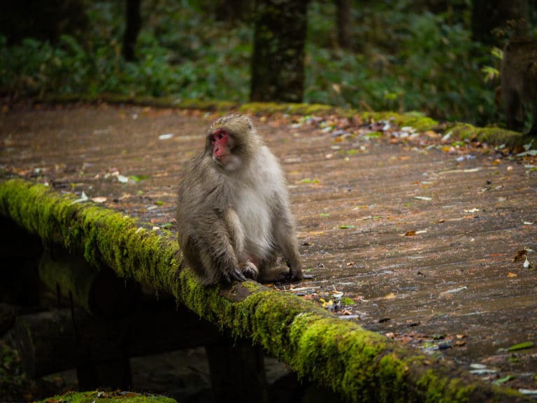 macaque japonais