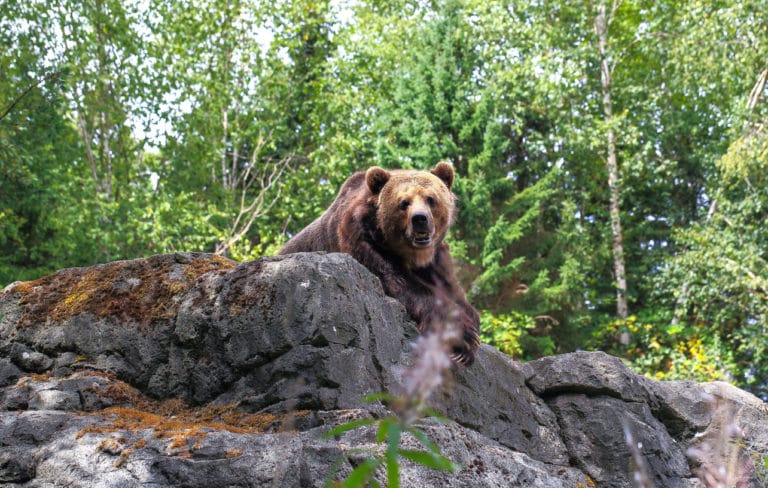 ours brun