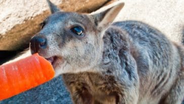 wallaby rochers carotte Australie