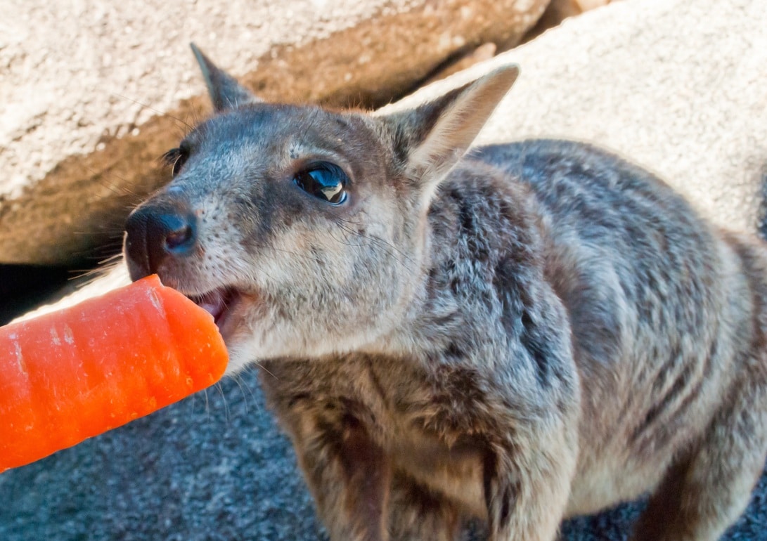wallaby rochers carotte Australie