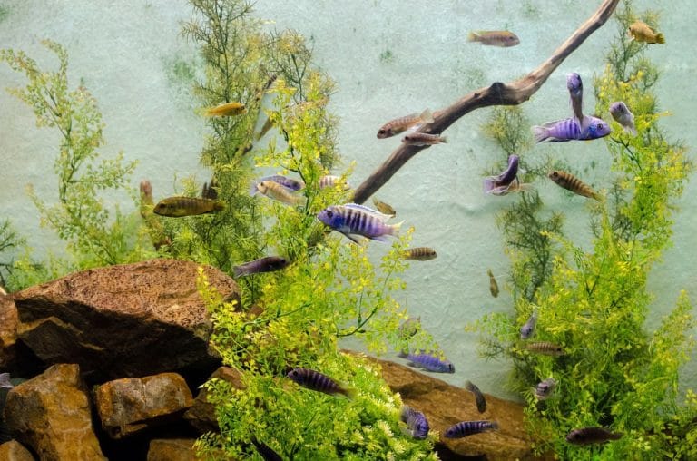 aquarium algues