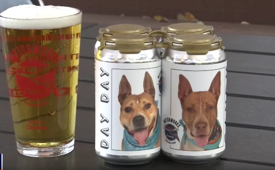 chien Hazel canette bière