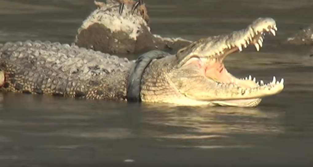 crocodile pneu Indonésie