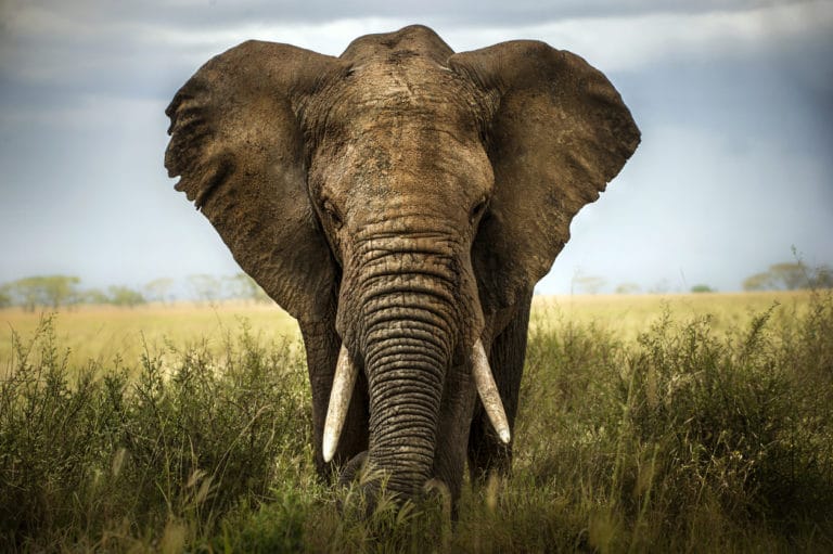 éléphant Afrique