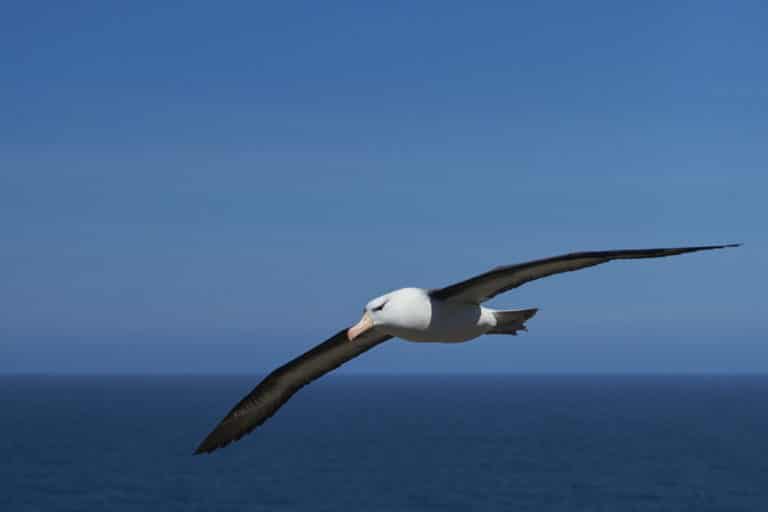 albatros