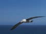 albatros