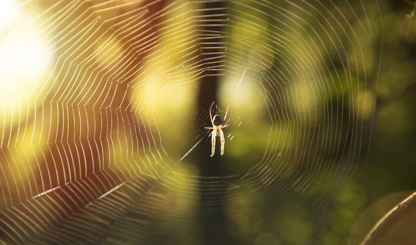 toile d'araignée
