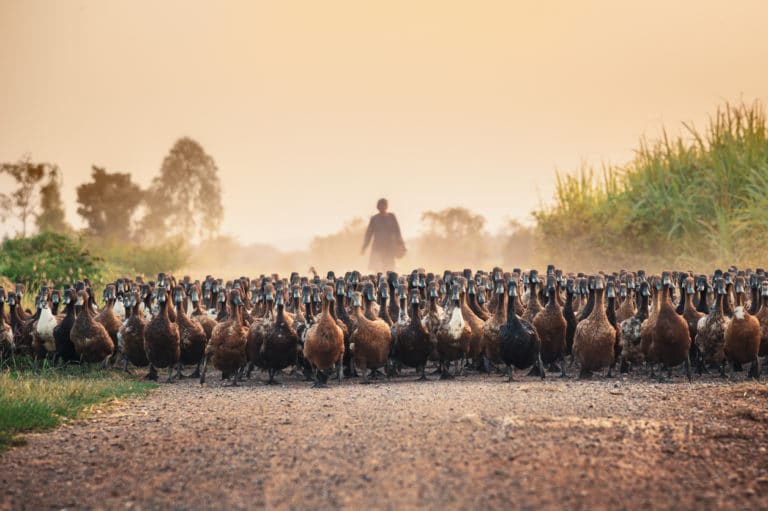 canards