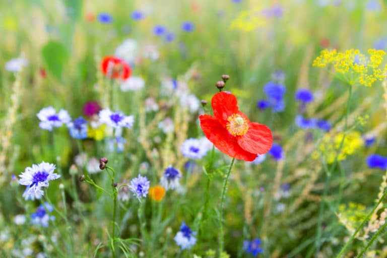 champ de fleurs