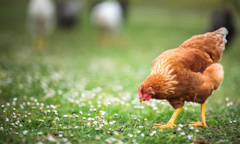 poule