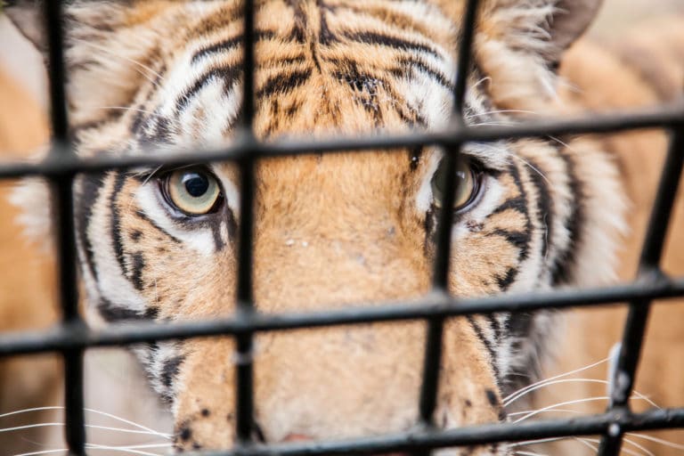 tigre