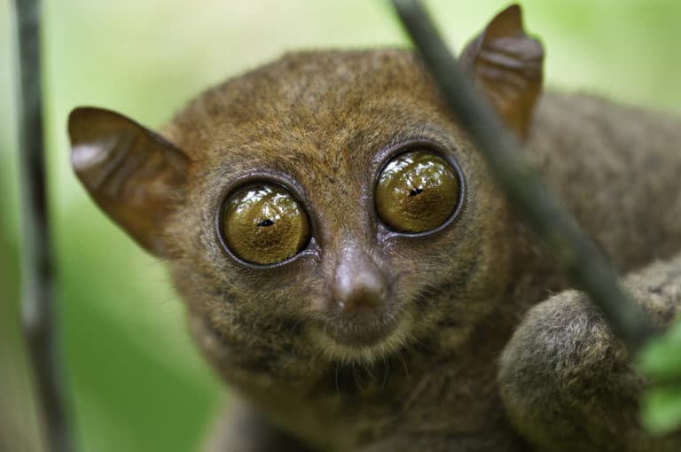 tarsier