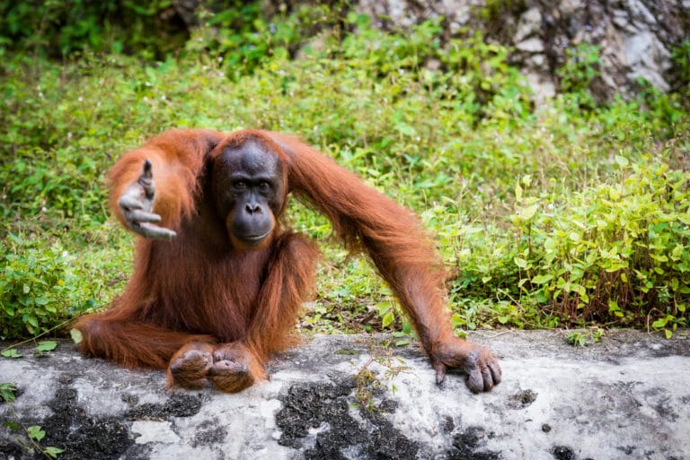 orang-outan tend la main