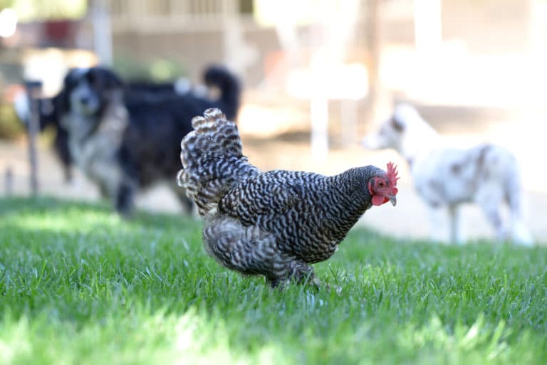 poule