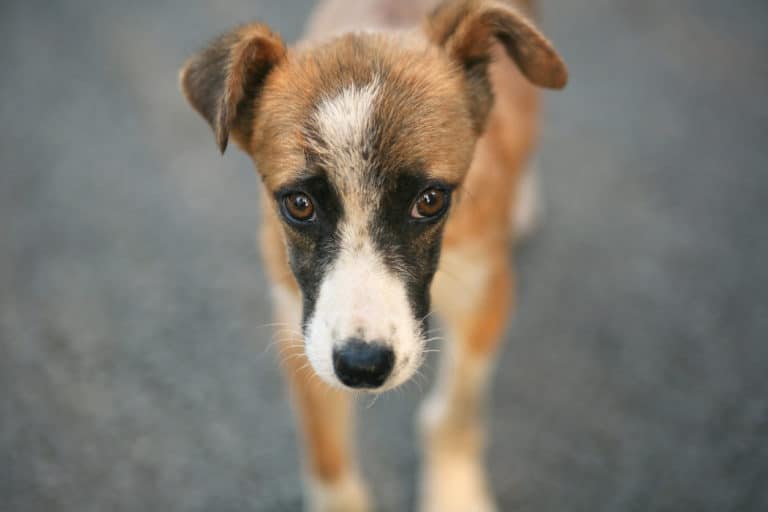 chien abandonné