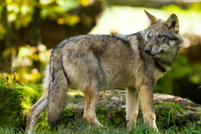 Loup gris