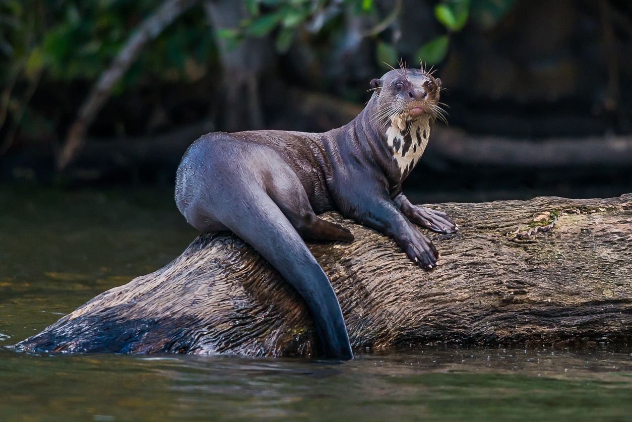 Loutre 10 Infos A Connaitre Absolument Sur Cet Adorable Animal